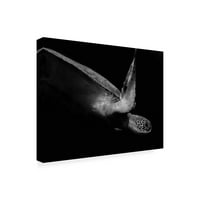 Робин Векслер Портрет На Морска Желка Во Црно-Бело Втора Платнена Уметност